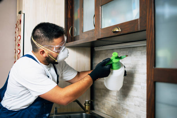 Best Flea Control Services  in Iola, WI