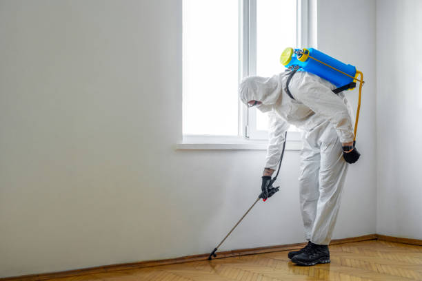 Best Flea Control Services  in Iola, WI