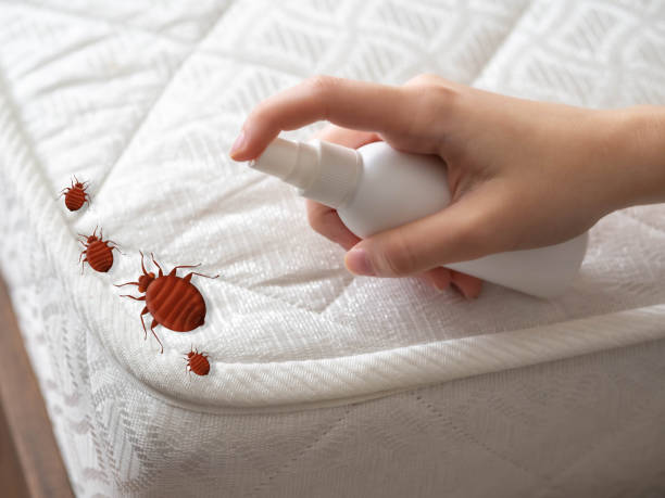 Best Termite Control Services  in Iola, WI