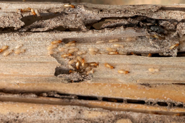 Best Commercial Pest Control Services  in Iola, WI