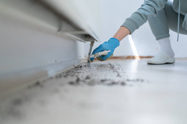 Best Flea Control Services  in Iola, WI